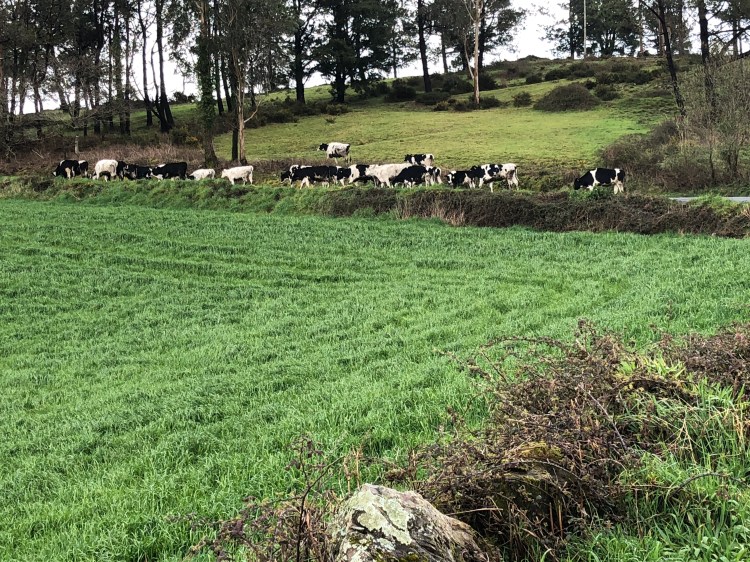 0A82D005-FD69-4D2A-A5E7-11D4BD7FECAD