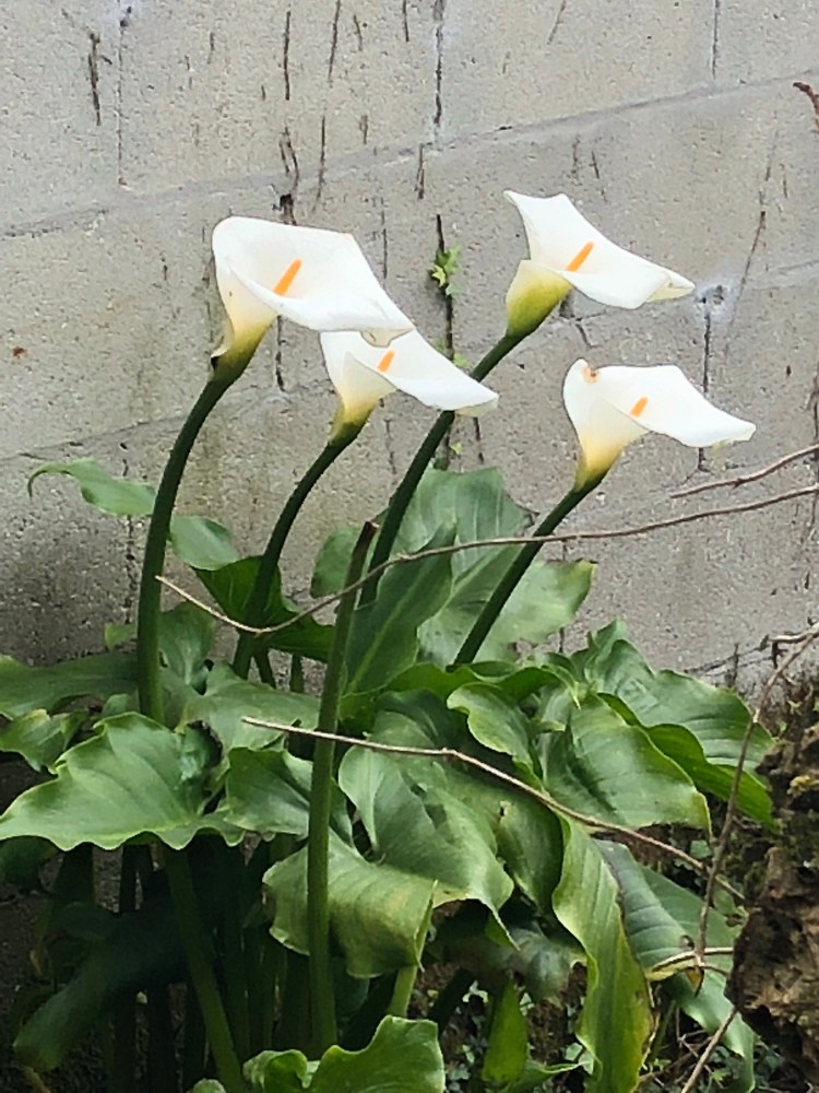 518BA723-1D65-420C-B69D-3BB72BE4DBB1