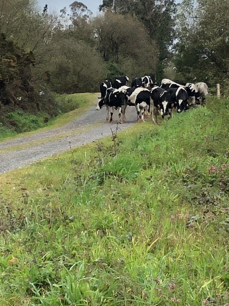 B9631796-634E-4505-9C15-720ABCD4F565